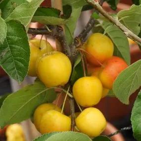 Butterball Crabapple (Malus butterball) 3